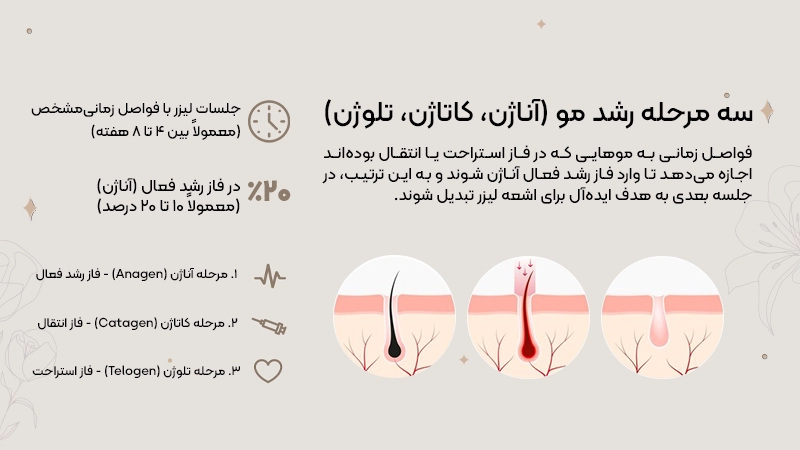 مراحل رشد مو